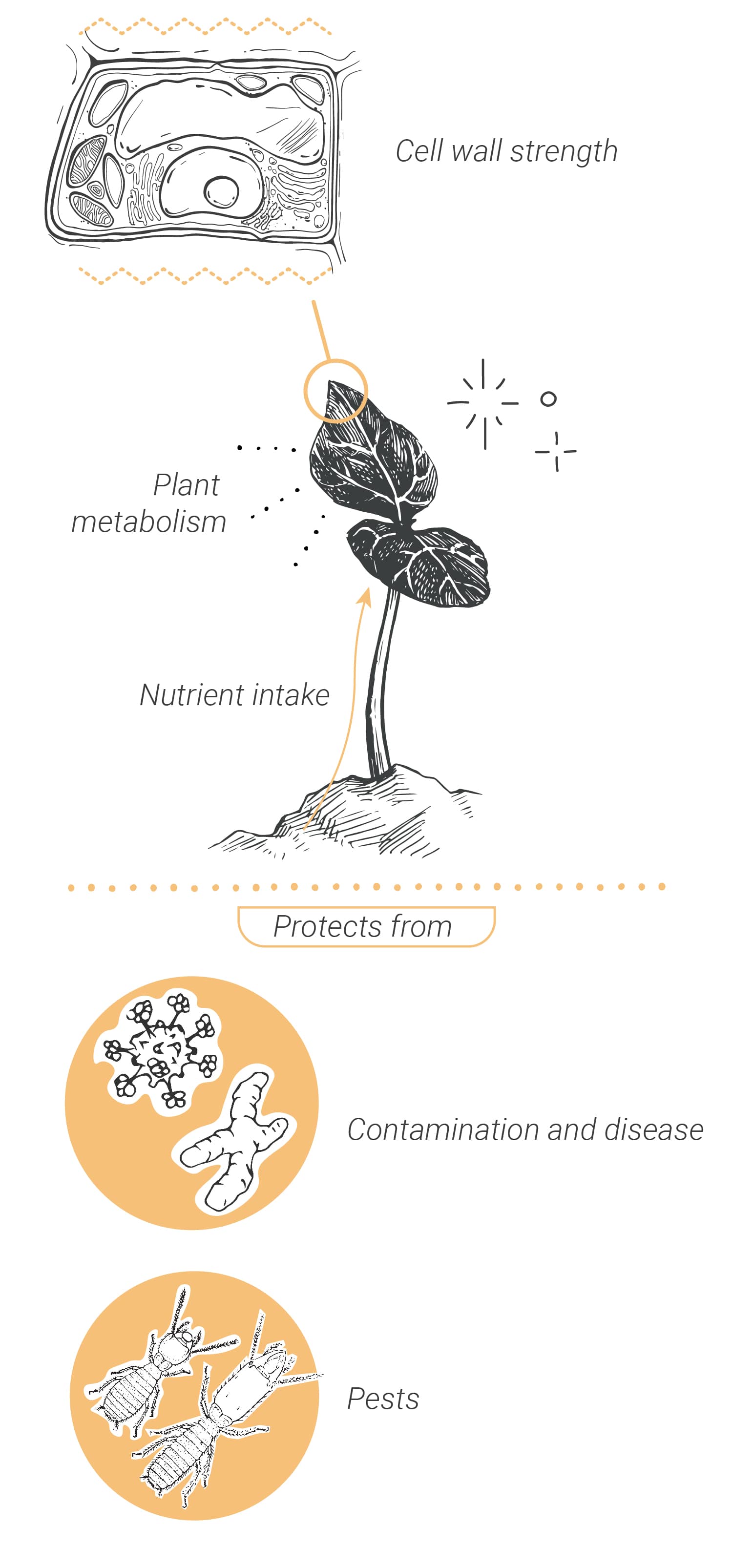 How To Use Silica To Grow Healthier Cannabis Plants RQS Blog